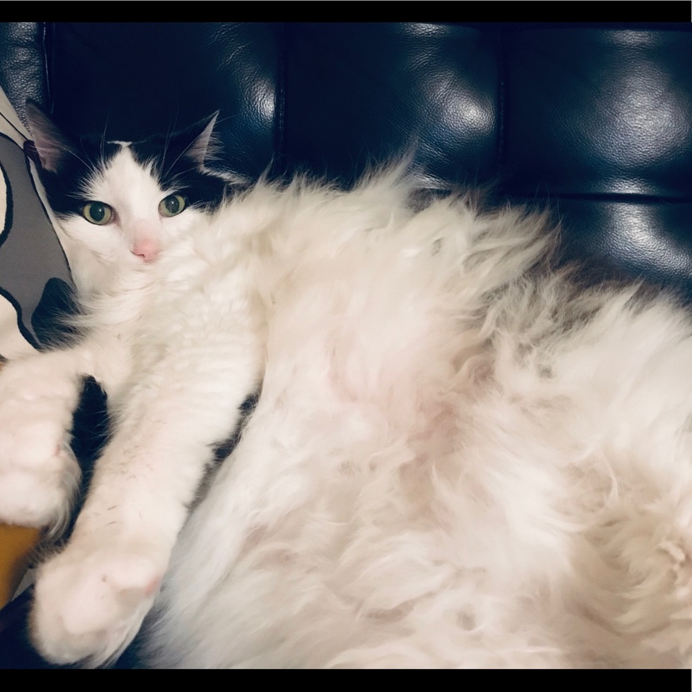 Meet your Posher, Nina
